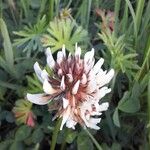 Trifolium repensCvet