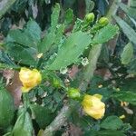 Brasiliopuntia brasiliensis 花