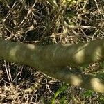 Nectandra angustifolia Bark