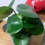 Peperomia polybotrya Лист