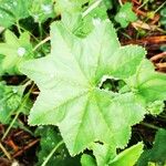 Alchemilla xanthochloraFolha