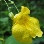 Impatiens noli-tangere Flower