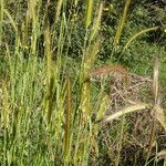 Hordeum bulbosum Deilen