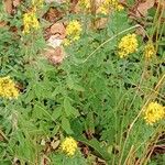 Hypericum hirsutum Flor