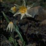 Erythronium helenae 花