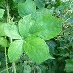 Rubus adscitus Other