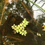 Salvinia natans Leaf