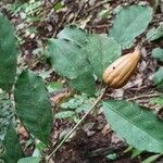 Rothmannia manganjae Fruit