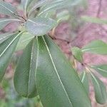 Pittosporum viridiflorum ഇല