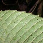 Tetracera portobellensis Leaf