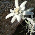 Leontopodium nivale Floare