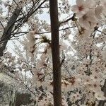 Prunus × yedoensis ᱪᱷᱟᱹᱞᱤ