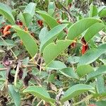 Erythrina crista-galli পাতা