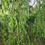Salix babylonica Hoja