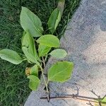 Lonicera hildebrandtiana Blatt