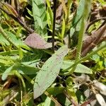 Pilosella piloselloides Leaf