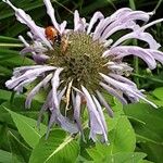 Monarda fistulosa 花