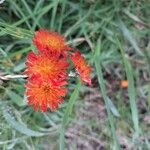 Pilosella guthnikiana Flower