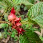 Sabicea pilosa Fruit
