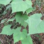 Ipomoea hederifolia Blatt