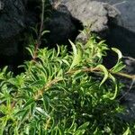 Rubia fruticosa Hoja