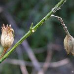 Nicotiana quadrivalvis Fruit