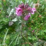 Pedicularis rostratocapitata ফুল