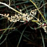 Aquilegia canadensis Frukto