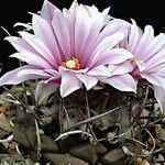 Turbinicarpus schmiedickeanus Квітка