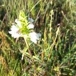 Bartsia trixago Blomst