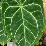 Anthurium clarinervium Yaprak