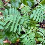 Melianthus major Blatt