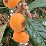 Rhaphiolepis bibas Fruit