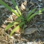 Pancratium canariense Lapas