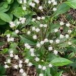 Ageratina ligustrina Blomma