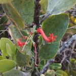Kalanchoe rotundifolia Blodyn