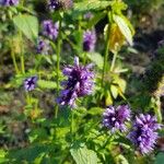 Agastache foeniculumFlors