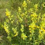 Rhinanthus major Leaf