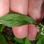 Mitracarpus hirtus Leaf