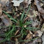 Carex sylvatica Blad