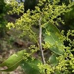 Searsia natalensis Flower