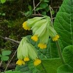 Primula verisBloem