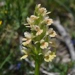 Dactylorhiza insularis Flower