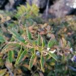 Rubia fruticosa Hoja
