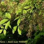 Acer cissifolium Övriga