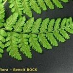 Dryopteris aemula Övriga