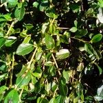 Cotoneaster integrifolius Blad