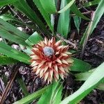 Aechmea magdalenae Цветок