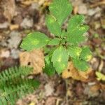 Pachysandra procumbens Листок