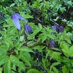 Clematis alpina Habitat